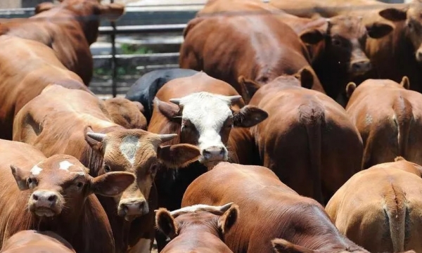 Hạn hán kéo dài khiến giá thịt bò ở Mỹ tăng cao kỷ lục