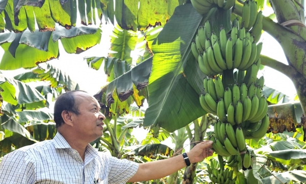 Nhật ký trồng chuối Lâm Thao