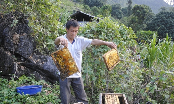 Hà Giang và 'cuộc chiến' bảo vệ đàn ong nội