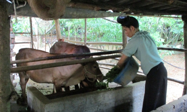 The SAPLING initiative supports buffalo and cow farmers in Son La