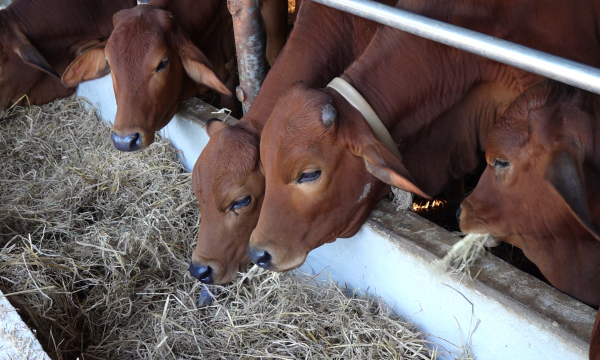 Tăng tốc tiêm 60.670 liều vacxin cho đàn vật nuôi