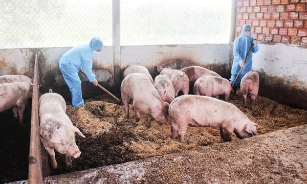 Nuôi lợn hữu cơ: Tiết kiệm chi phí, người chăn nuôi lãi lớn