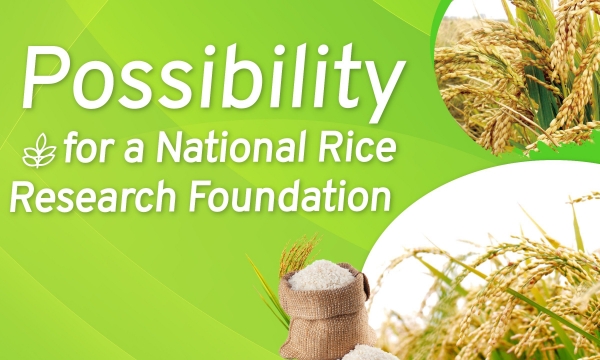 High-quality rice development program: A perspective from China