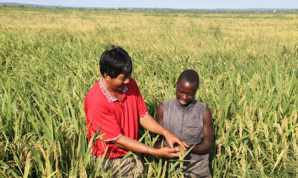 PGS.TS Bùi Bá Bổng: Sản xuất lúa gạo ở châu Phi đối diện 4 vấn đề