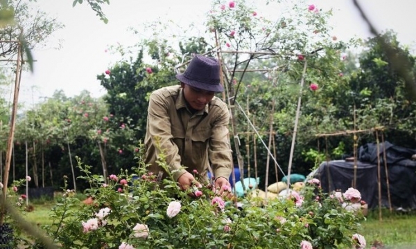 Trang trại hoa hồng thu hàng trăm triệu mỗi năm