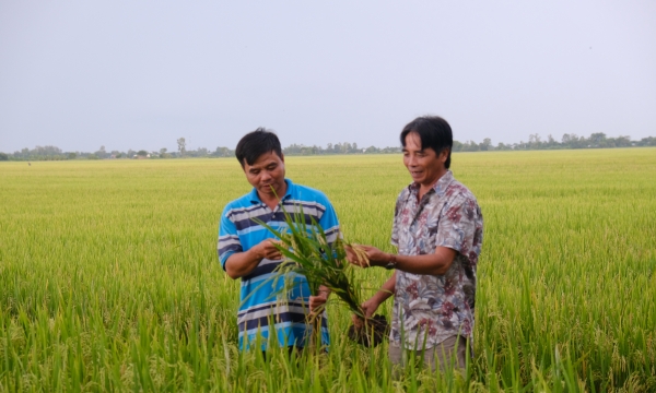 Việt Nam nhập khẩu trên 90% hạt giống rau, hoa mỗi năm