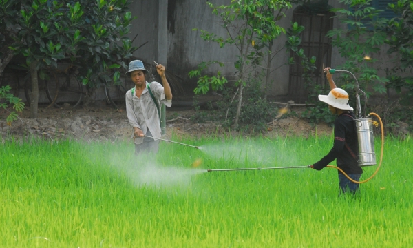 Kiểm soát dư lượng thuốc BVTV tại vùng trồng ở Đồng bằng sông Cửu Long