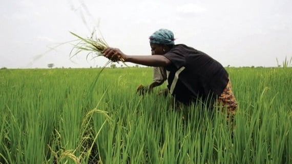 Nigeria aims to produce 34 million tons of rice annually and cooperates with Vietnam