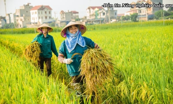 2023: Nông nghiệp Việt Nam tạo nhiều bước đột phá