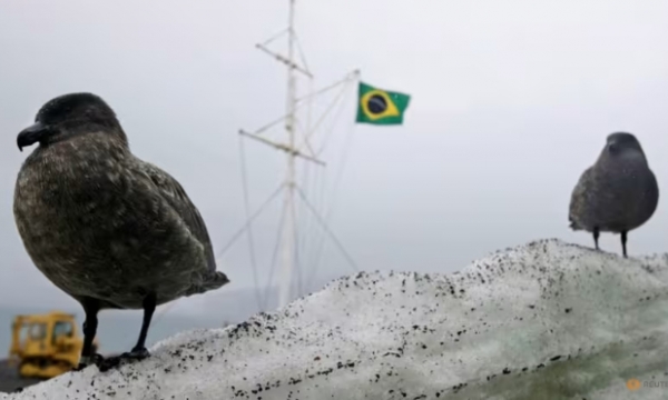 Bird flu found in mammals near Antarctica for the first time