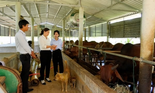 Nuôi 10 con bò lai Brahman, sau 10 tháng doanh thu ước đạt 320 triệu đồng