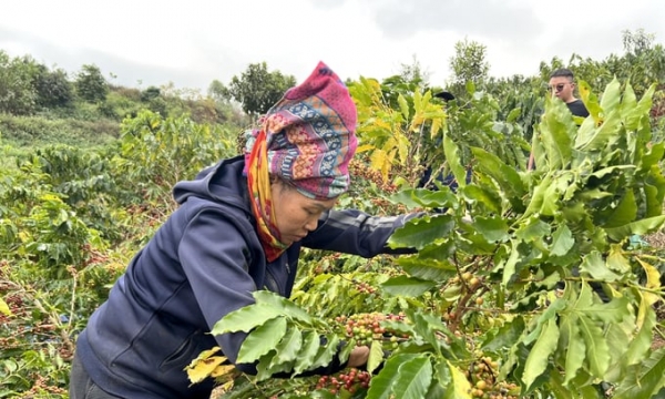 Vietnamese arabica coffee prices reach an all-time high