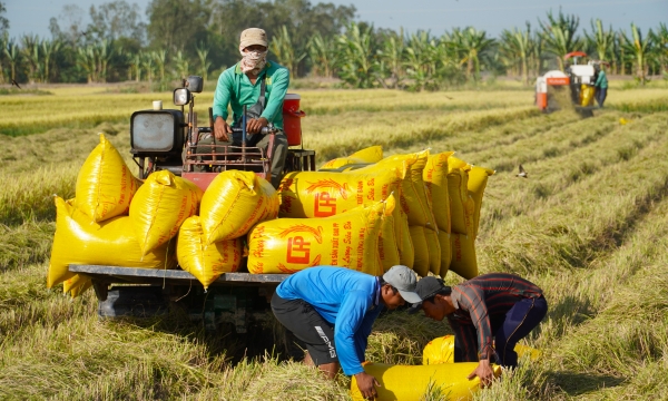 Thiếu điều kiện ràng buộc trong liên kết thu mua lúa gạo