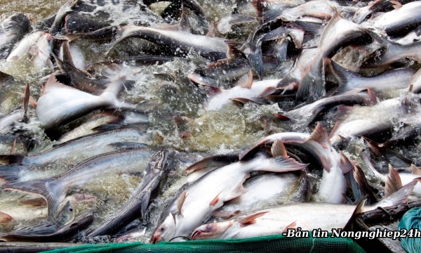 Giảm thiểu sử dụng kháng sinh trong nuôi cá tra và cá rô phi