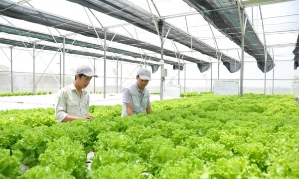 Khởi động dự án hợp tác giữa doanh nghiệp nông nghiệp Việt Nam - Australia