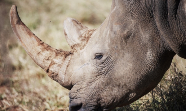 Cứ 17 tiếng lại có một con tê giác bị săn trộm ở Nam Phi