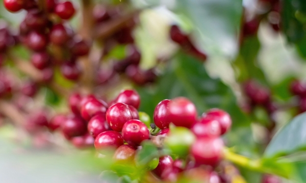 Europe’s coffee traders urge EU to delay deforestation rules