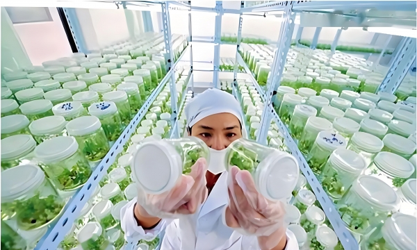 Trung Quốc sử dụng công nghệ cải tiến nhân giống sinh học, giống cây trồng