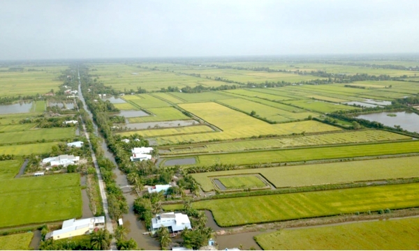 Over 29,000 hectares of rice in the Mekong Delta are at risk of saline intrusion