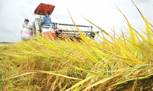 IRRI aids Vietnam in establishing MRV for rice farming