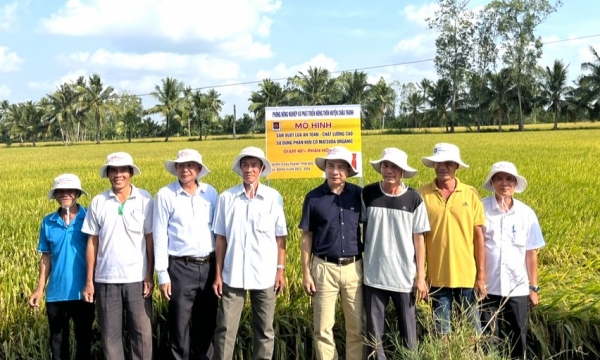 1.800ha lúa ở huyện Châu Thành được hỗ trợ phân bón hữu cơ mỗi năm