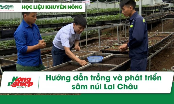 Hướng dẫn trồng và phát triển sâm núi Lai Châu