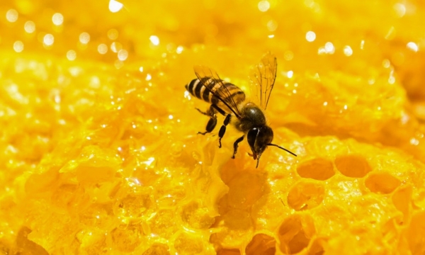 Thu nhập tiền tỷ từ nuôi ong lấy mật trên cao nguyên đá