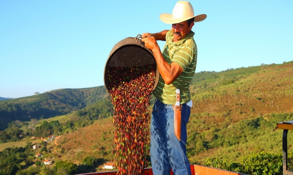 Robusta coffee prices may cool down in the second quarter