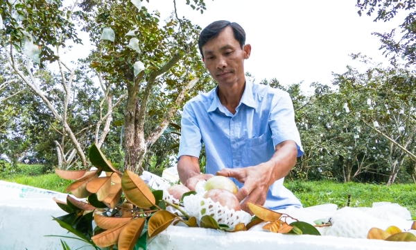 Xây dựng thương hiệu nông sản Việt đáp ứng chuẩn thế giới