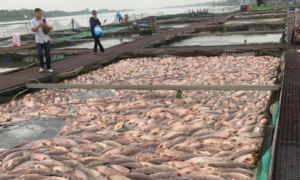 Video: Cá chết hàng loạt, người nuôi lồng thiệt hại hàng tỷ đồng