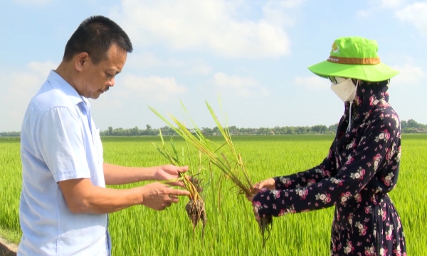 Bệnh khô vằn gây hại trên lúa diễn biến phức tạp