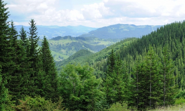 20 quốc gia châu Âu kêu gọi sửa đổi Quy định chống phá rừng