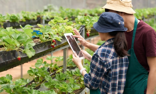 E-government architecture implementation promotes agricultural digitalization