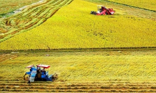 4 trọng điểm kêu gọi đầu tư cho 1 triệu ha lúa chất lượng cao ĐBSCL
