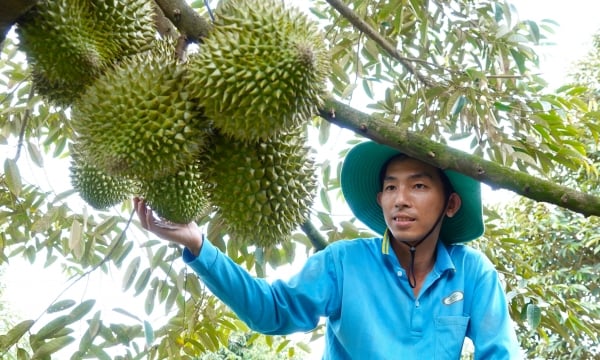 Off-season durian cultivation generates billions in revenue annually
