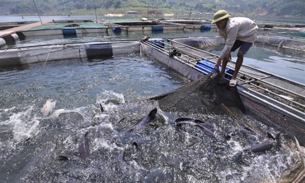 Cá sạch sông Đà, sản phẩm OCOP Hòa Bình