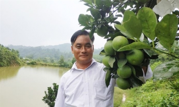 Người sở hữu đồi cam lớn nhất huyện Vũ Quang