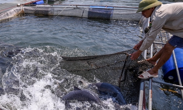 Cận cảnh hàng trăm lồng nuôi cá VietGAP trên sông Đà