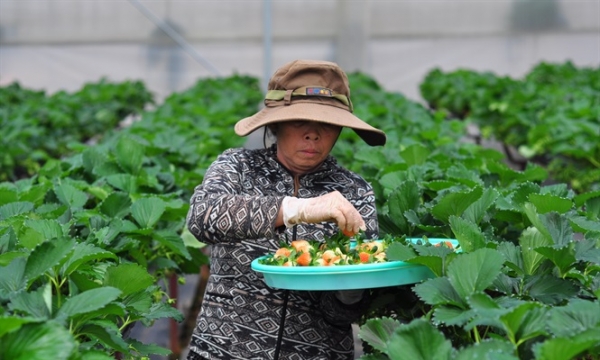 Lâm Đồng: Nông sản tại các cơ sở du lịch canh nông không vượt dư lượng thuốc BVTV