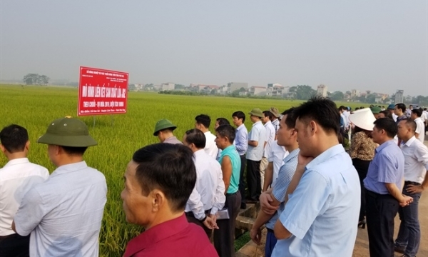 'Dì Hai' và gợi ý của hai đời Tổng thống Mỹ cho nông sản Việt