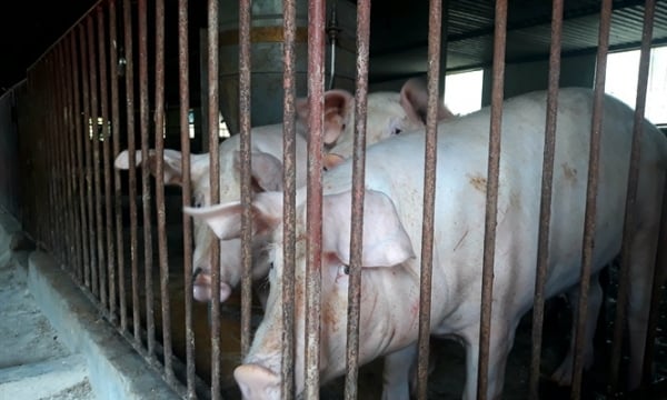 Bài 4: Giấc mơ đưa thịt lợn Việt Nam đi Nhật
