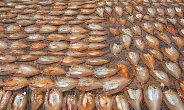Phát triển đặc sản cá tép dầu sông Đà
