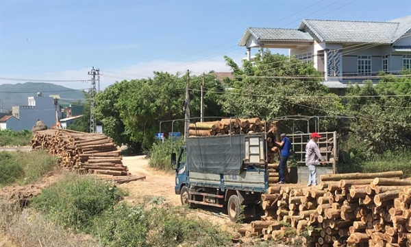 Diện tích rừng gỗ lớn tại Bình Định cho năng suất 'khủng'