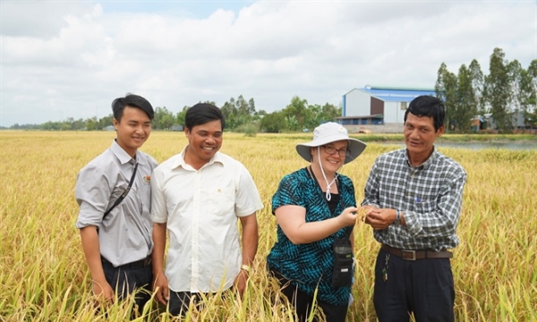 Sản xuất lúa gạo bền vững theo tiêu chuẩn SRP