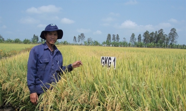 ĐBSCL: Ưu tiên lai tạo các giống lúa thích ứng biến đổi khí hậu