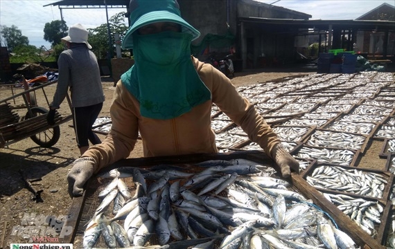 Lao đao làng nghề hấp cá xuất khẩu