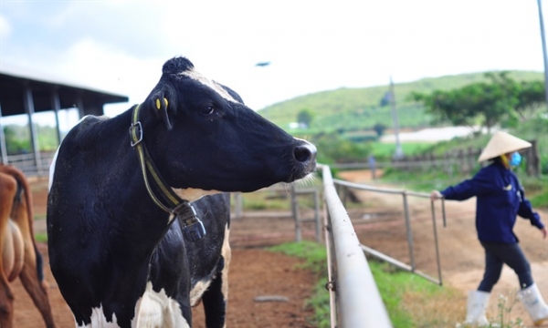 Trang trại khai thác 13 tấn sữa bò hữu cơ ở Lâm Đồng