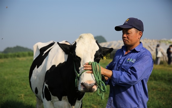 Mộc Châu Milk tìm hướng xuất khẩu sữa