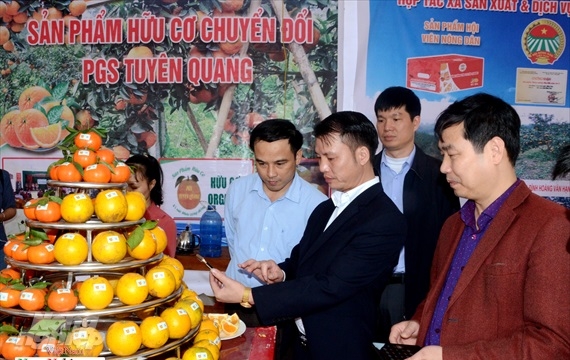 Hội chợ cam sành Hàm Yên: 100% sản phẩm trưng bày đều có tem truy xuất nguồn gốc