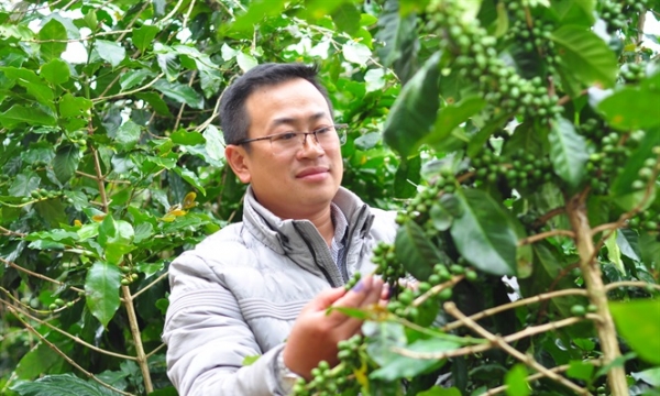 Tái canh cà phê ở Tây Nguyên vượt mốc 118 nghìn ha